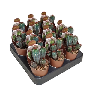 PILOSOCEREUS BRADEI - POT Ø 6,5 - COLLECTION WITH POTCOVER (CACTUS)