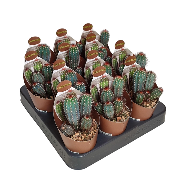 <h4>PILOSOCEREUS BRADEI - POT Ø 6,5 - COLLECTION WITH POTCOVER (CACTUS)</h4>