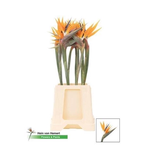 Strelitzia Bloem Op Water