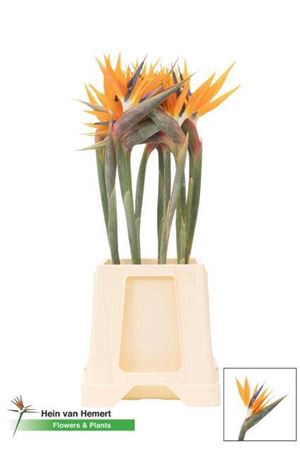 <h4>Strelitzia Bloem</h4>