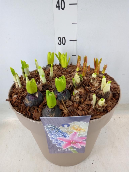 <h4>Bolbloemen   ...mix</h4>