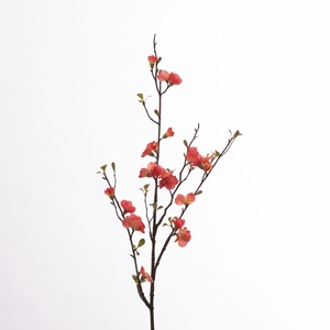 AF Chaenomeles L81cm Salmon