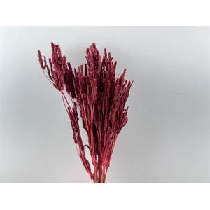 Dried Umbr. Sedge Big Leaf Pink Bunch