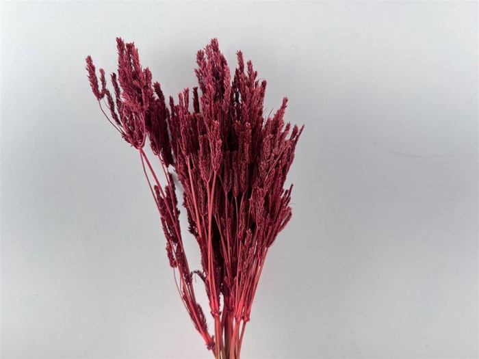 <h4>Dried Umbr. Sedge Big Leaf Pink Bunch</h4>