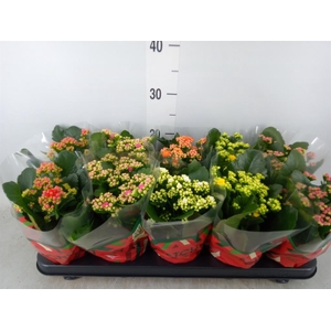 Kalanchoe blos.   ..rosebud mix  5