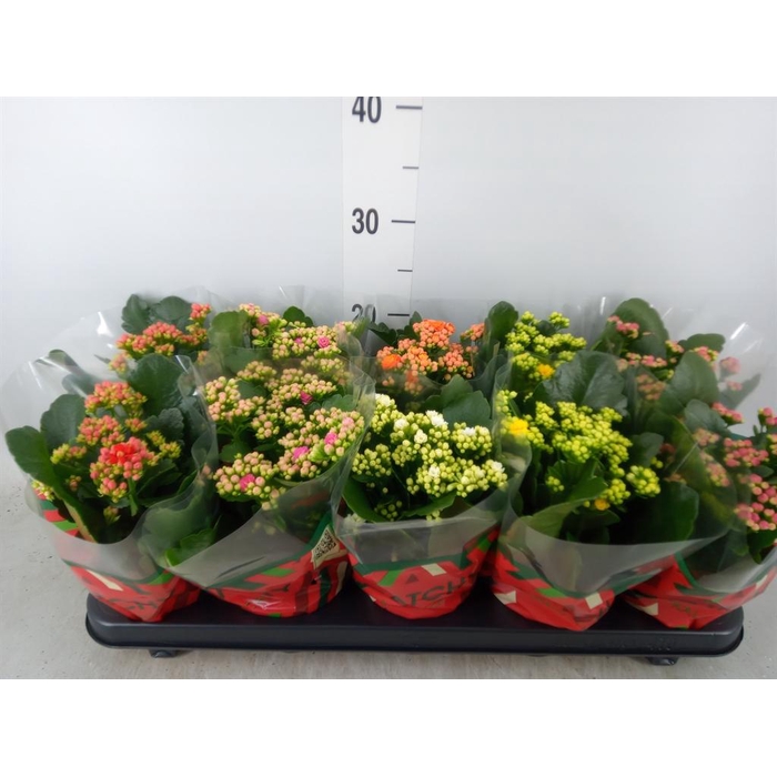 <h4>Kalanchoe blos. ..rosebud mix 5</h4>