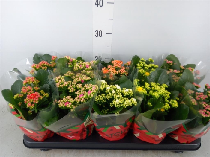 Kalanchoe blos.   ..rosebud mix  5