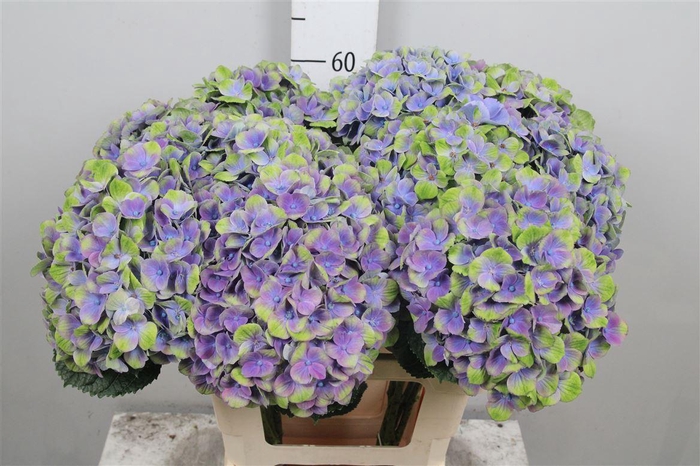 <h4>Hydr M Mag Amethyst</h4>