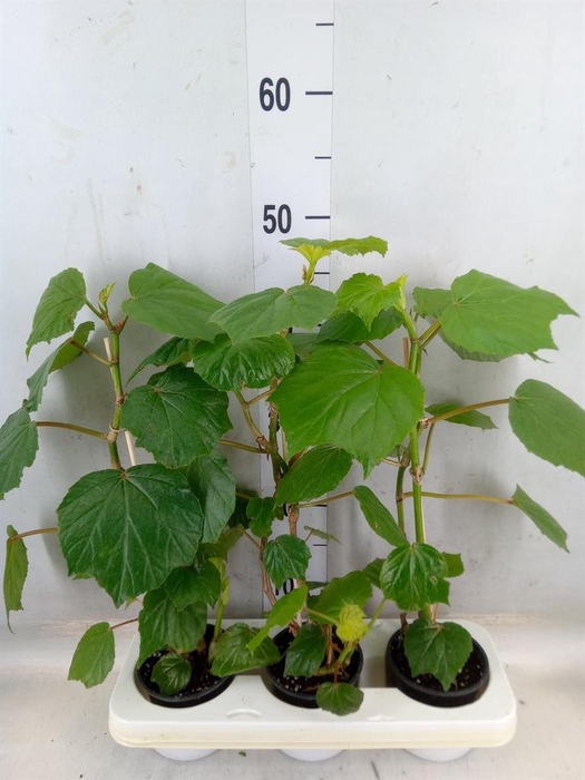 <h4>Planten   ... L%</h4>