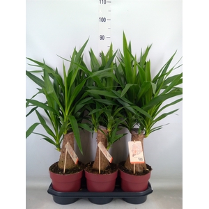 Yucca elephantipes   ...