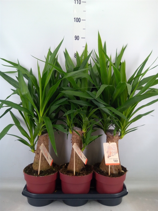 <h4>Yucca elephantipes   ...</h4>