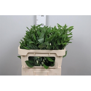Polygonatum Multiflo