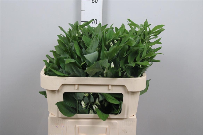 <h4>Polygonatum Multiflo</h4>