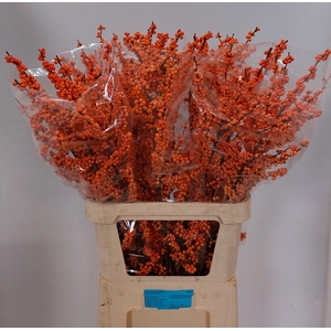 ILEX VE WINTER GOLD