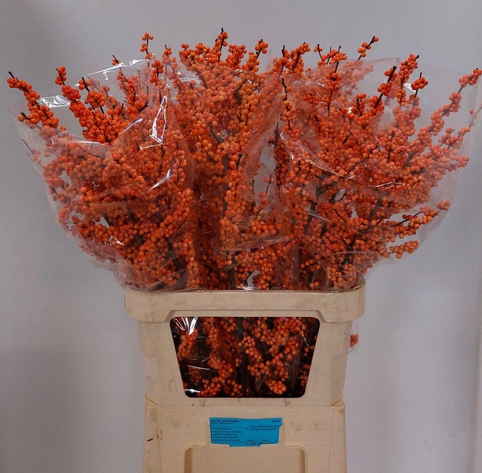<h4>ILEX VE WINTER GOLD</h4>