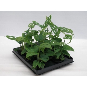 MONSTERA ADANSONII P6