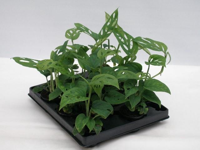 <h4>MONSTERA ADANSONII P6</h4>
