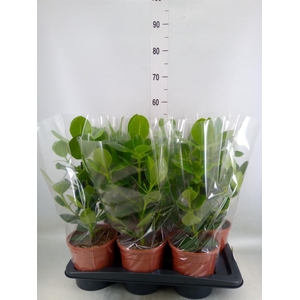 Clusia rosea 'Princess'