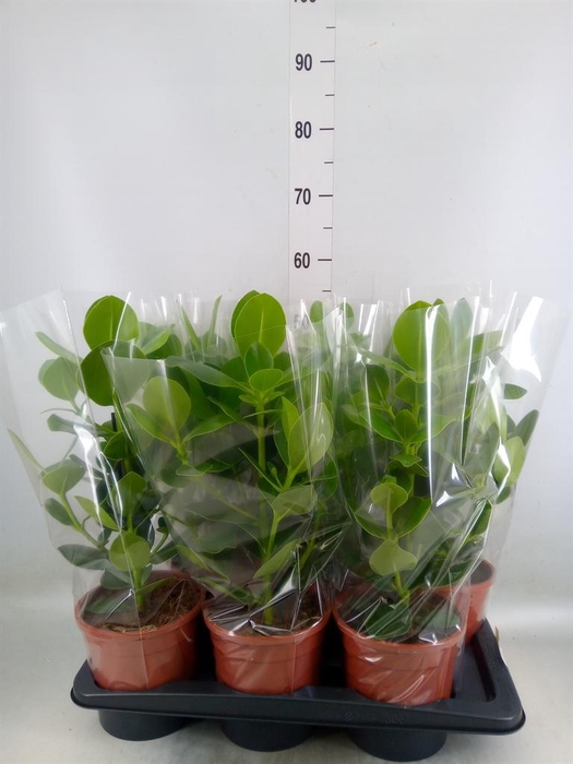 <h4>Clusia rosea 'Princess'</h4>