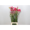 Nerine Mix