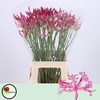 Nerine Favoriet