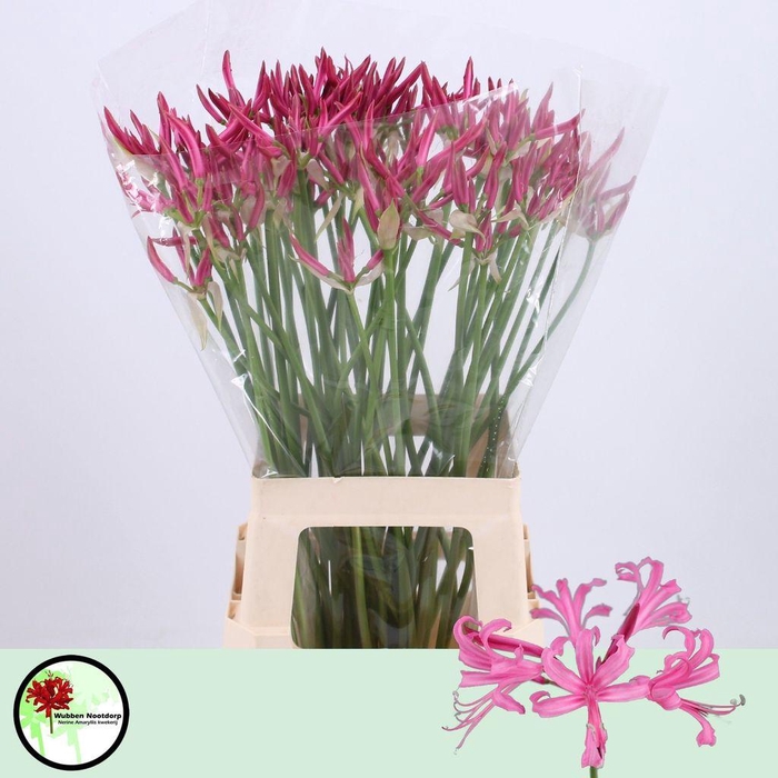 <h4>Nerine Favoriet</h4>