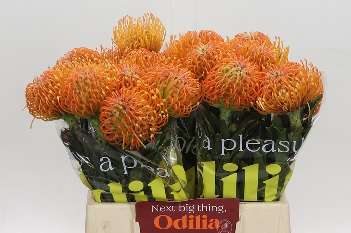 <h4>LEUCO AYOBA PEACH</h4>