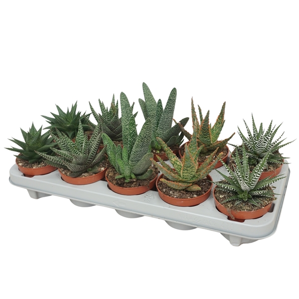 <h4>Aloë/Haworthia mix 10,5 cm</h4>