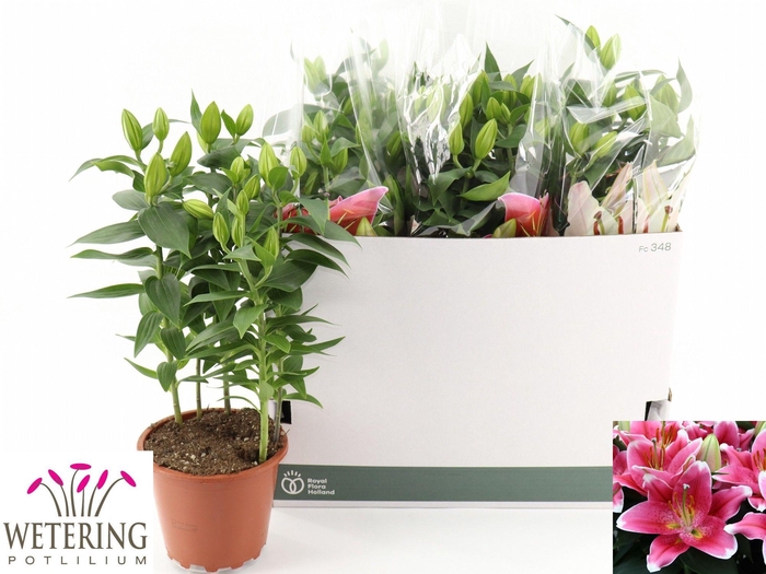 <h4>LIL OR SUNNY ROBYN</h4>