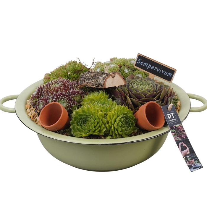 <h4>Arr.  Sempervivum L%</h4>