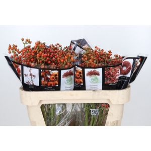 Rozenbottel Autumn Rosefruits