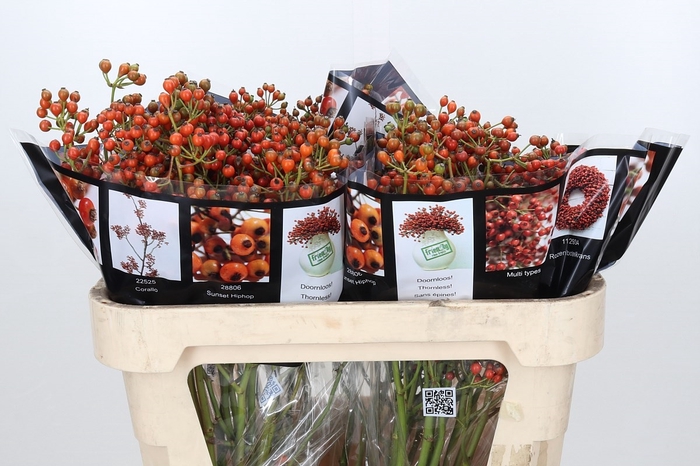 Rozenbottel Autumn Rosefruits