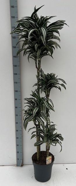 <h4>DRA COMP JADE JEWEL</h4>