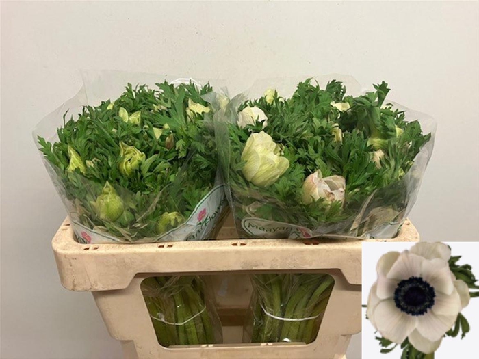 <h4>ANEM CO GALIL WIT</h4>