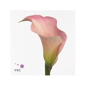 CALLA HONEYMOON