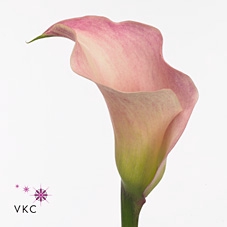 CALLA HONEYMOON