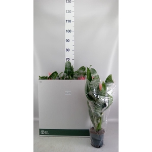 Aechmea fasciata 'Primera'