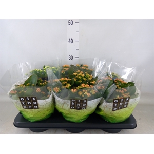 Kalanchoe blos.   ..rosebud mix  4