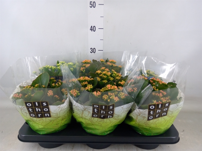 <h4>Kalanchoe blos.   ..rosebud mix  4</h4>