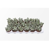 Adromischus Chocolyne