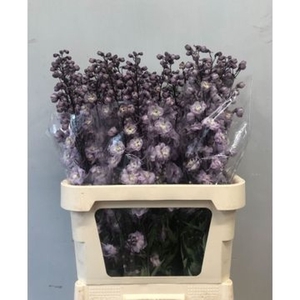 Delphinium double Dew Flaming