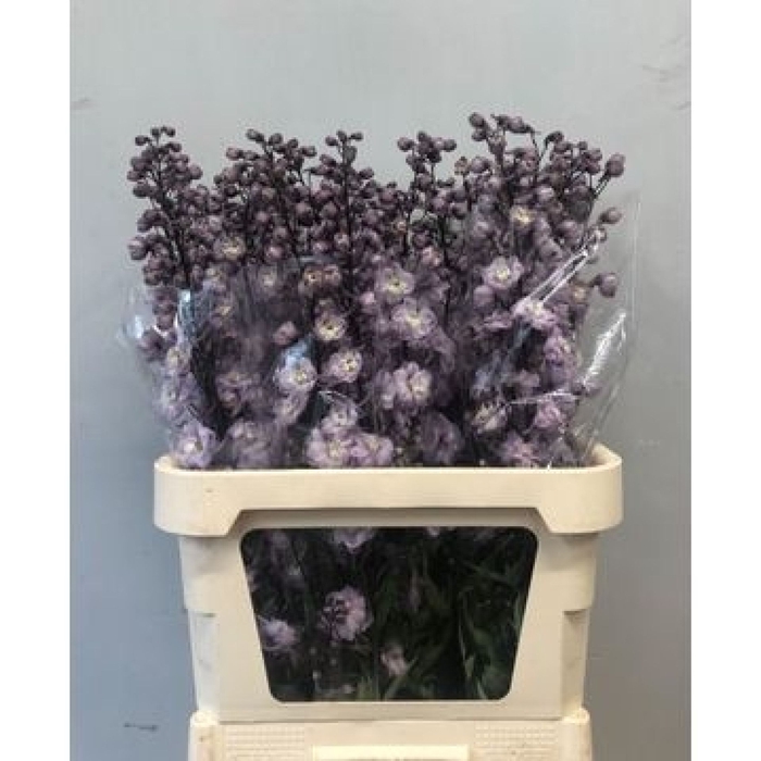 <h4>Delphinium double Dew Flaming</h4>