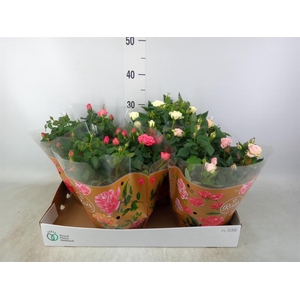 Rosa  'Favourite Roses'   ...mix 3