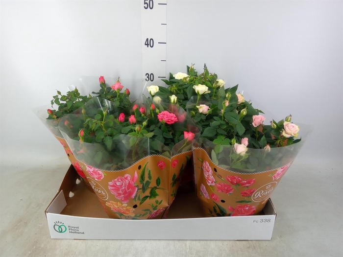 <h4>Rosa  'Favourite Roses'   ...mix 3</h4>