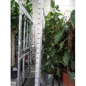 Syngonium   ...