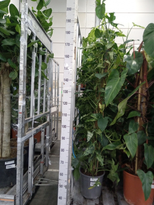 <h4>Syngonium   ...</h4>