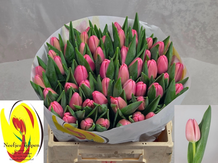 <h4>TU EN TRESOR</h4>