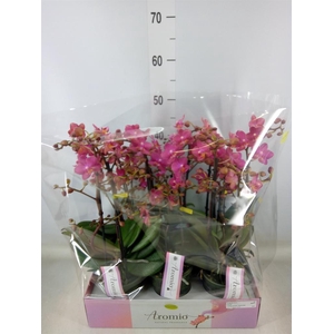 Phalaenopsis multi.   ...orange