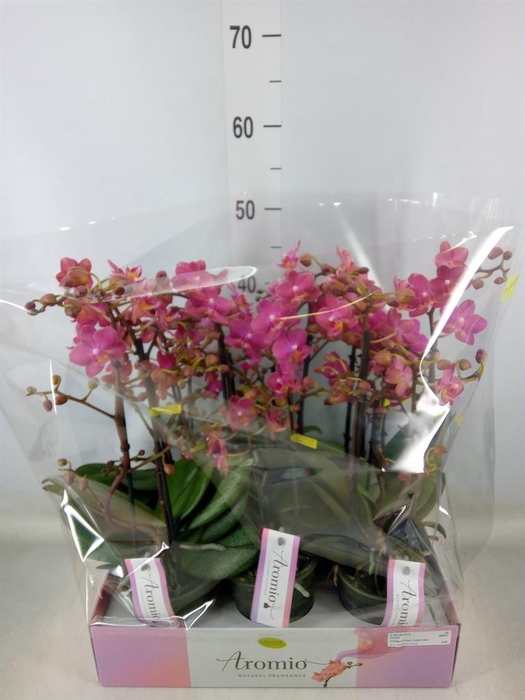 <h4>Phalaenopsis multi.   ...orange</h4>