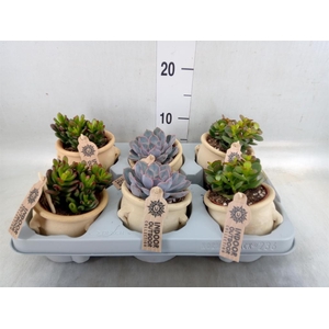 Succulents   ...